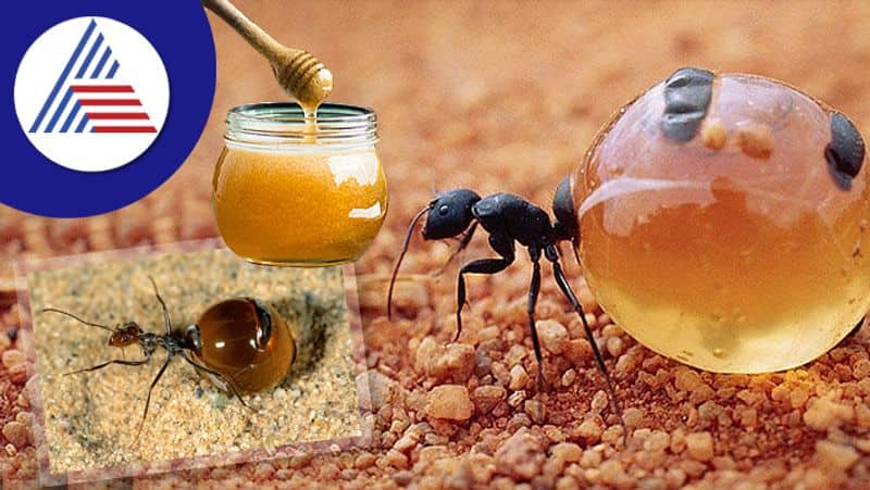 Try these kitchen hacks to get rid of ants from honey 