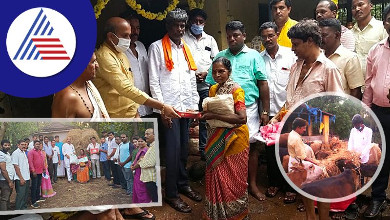 Kamalamma tending  more than 60 desi cows at udupi rav