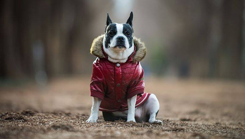 Winter Is Here! 6 tips to keep your pets warm this season sur 