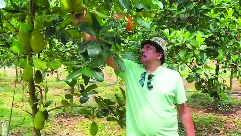 Salim succeeds in Super Early jackfruit Cultivation