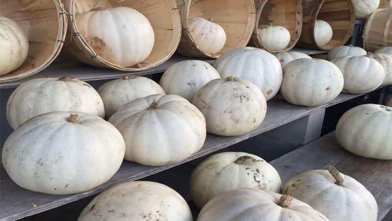 benefits of white pumpkin juice for whitening skin