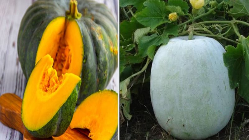 Indian Women Do Not Cut Pumpkin Only Men Use Knives On It roo