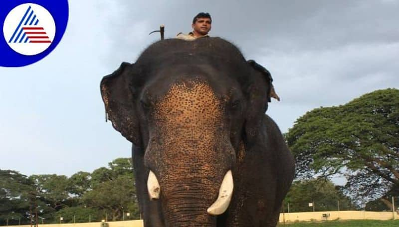 Elephant Operation Delay Due to Abhimanyu to Illness at Channapatna in Ramanagara grg 