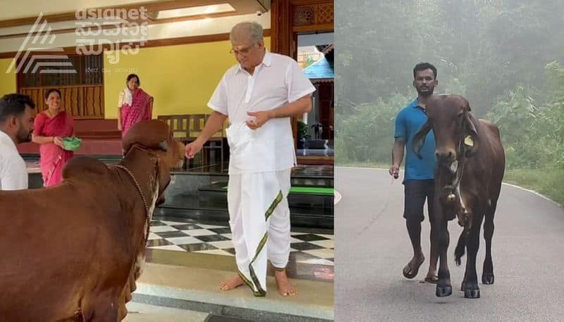 gir cow follows his owner from jigani to dharmasthala gvd