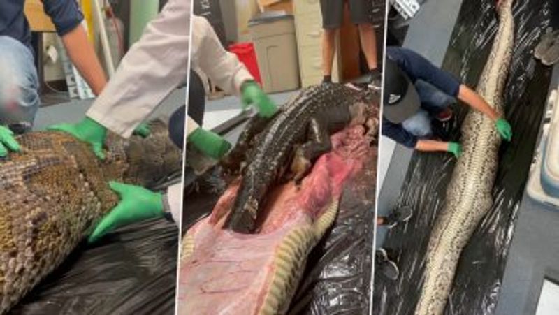 Alligator pulled out of  Burmese Python stomach