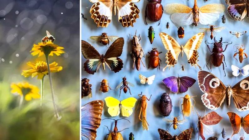 65 percent of insects on Earth to go extinct due to climate change