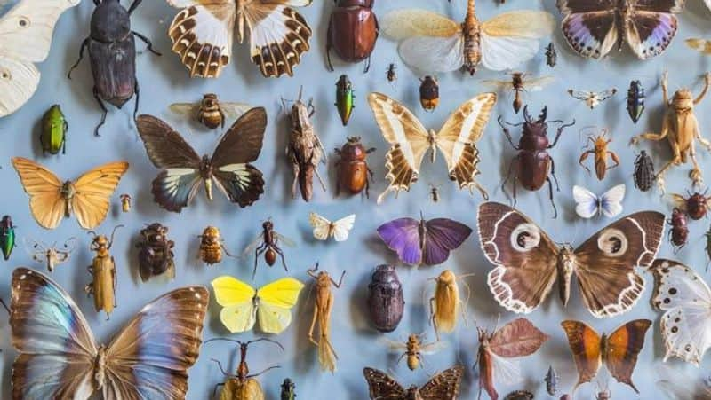 65 percent of insects on Earth to go extinct due to climate change