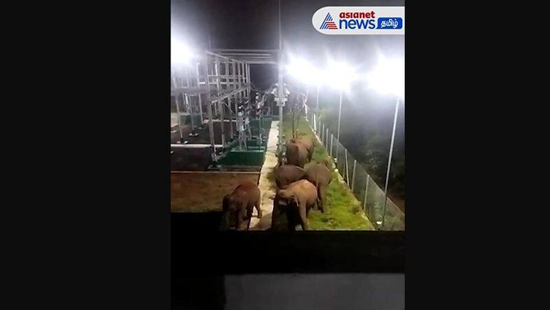 elephants entered the Coimbatore eb power substation! Emergency power cut to save elephants