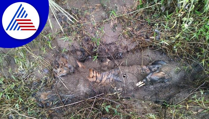 Tiger Found Dead at Antharasanthe in HD Kote gvd