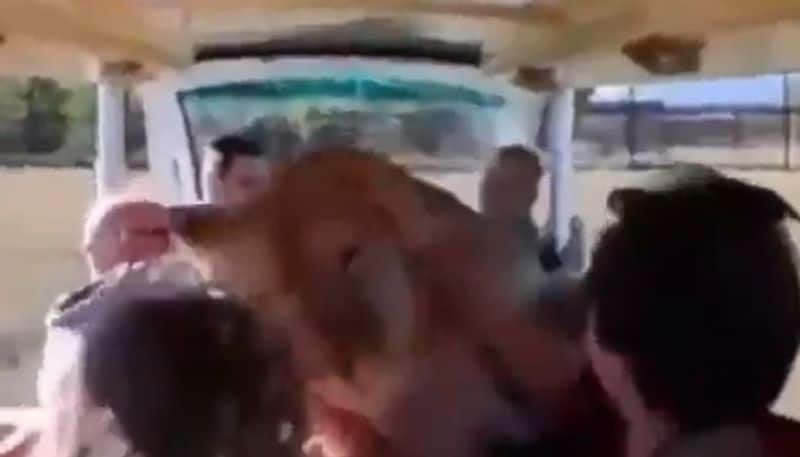 lioness jumps in to an open vehicle filled with tourists 