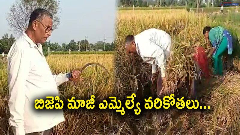 BJP Ex MLA NVSS Prabhakar rice harvest in Keesara Hyderabad