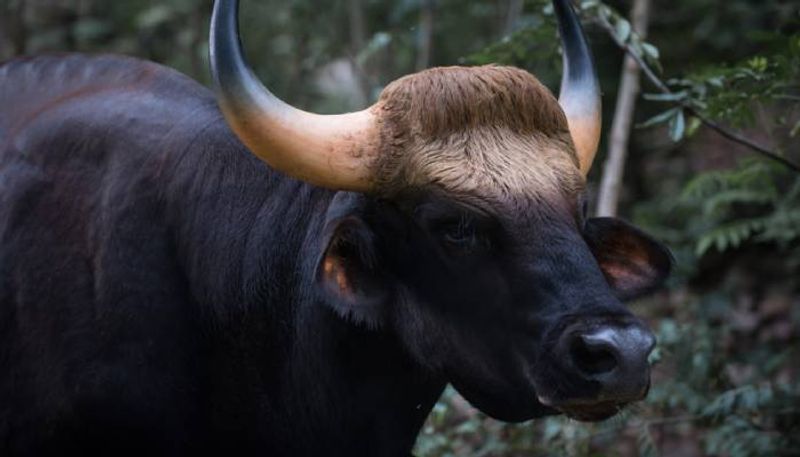 Bison Head Found at Khanapur in Belagavi grg