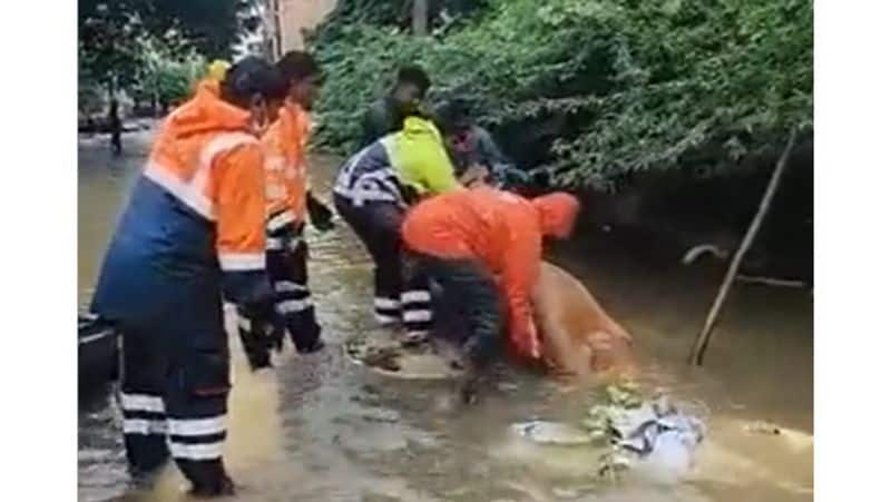 Chennai Corporation employees rescuing a cow trapped in floods is going viral on social media