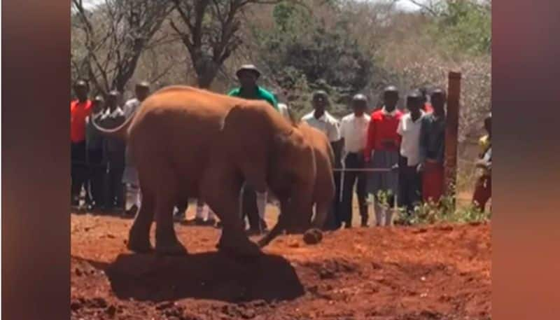 Video Of Baby Elephant Stepping On Its Own Trunk Goes Viral