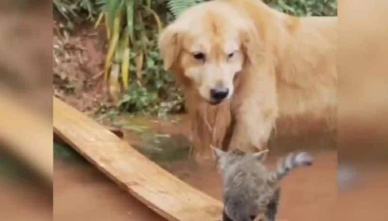 Dog uses a plank to help kitten stuck in water