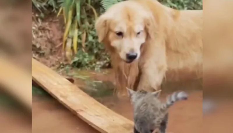 Dog uses a plank to help kitten stuck in water