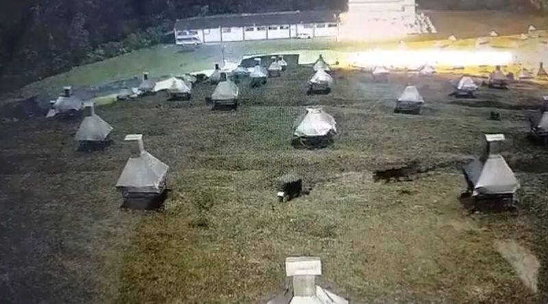 Two Black Panthers in the Ooty Meteorological Station premises; Shocking video goes viral