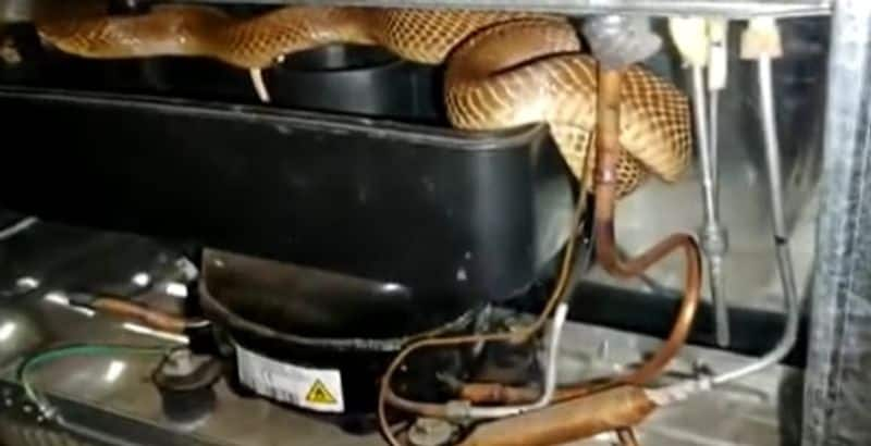 Huge Cobra Inside the Refrigerator in Karnatakas Tumakuru District