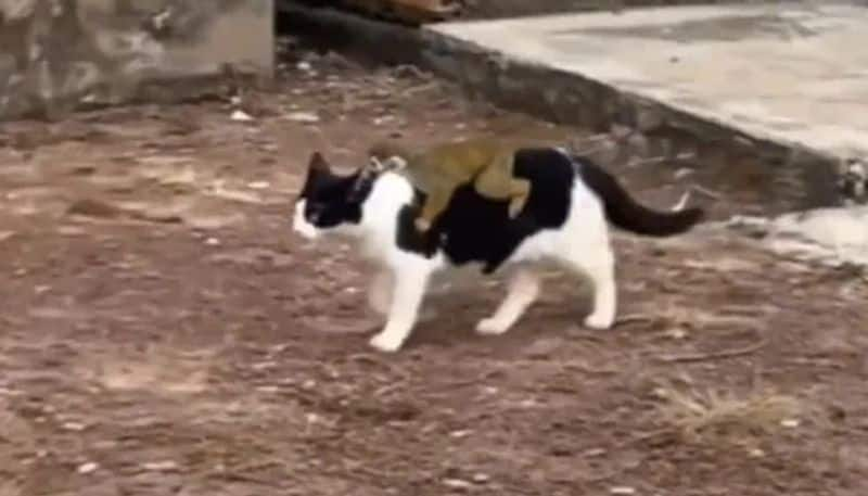 monkey riding on cat the hilarious video goes viral 