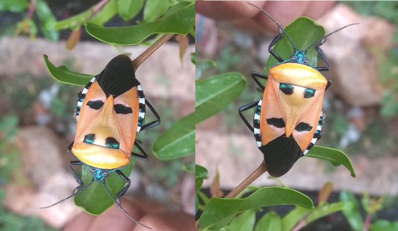 Curiosity created Hitler insect sat