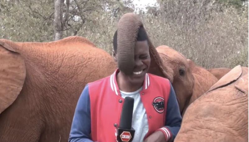 Elephant Tickles Reporter On Duty in viral video 