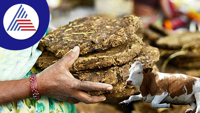 Cow dung  Cow dung