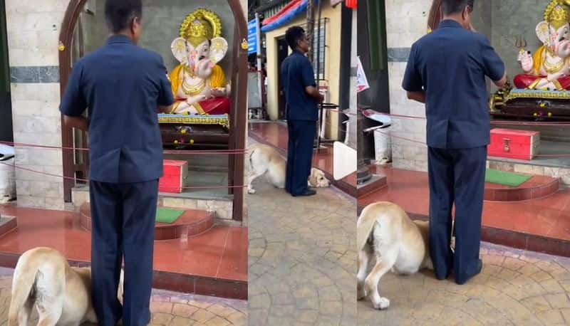 Watch viral video Dog respectfully praying god in front of Ganesha temple akb