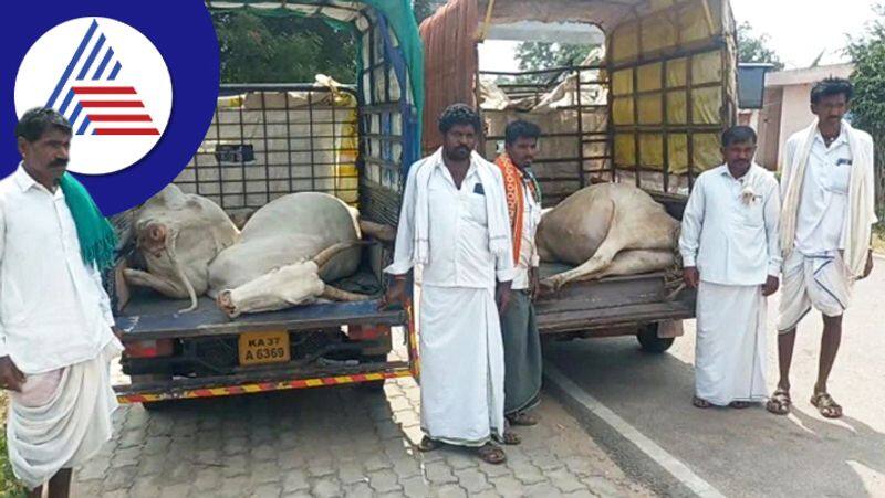 More than 20 Cattles die of strange disease in Koppal: Farmers panic sat