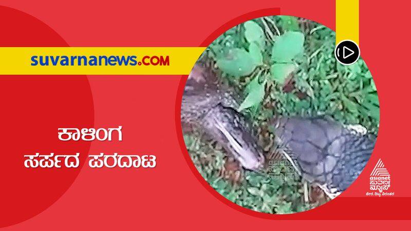 a kingcobra tried to swallow bengal monitor near dakshina kannada suh