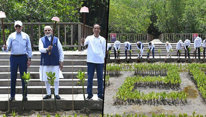 G20 Summit Day 2: PM Modi, other world leaders visit mangrove forest in Bali, plant saplings AJR