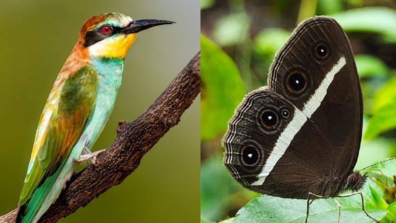 Bird & Butterfly Survey in Coimbatore Forest! Information that there are 170 species out of 228 species!