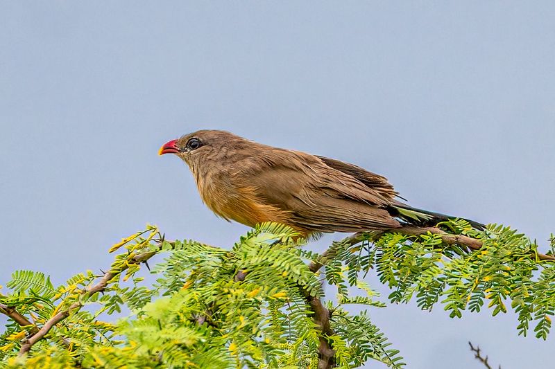 78 species of birds found in the country this much diversity only in India akb