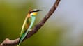 vastu tips which 3 birds visiting your home means lucky sign in tamil mks
