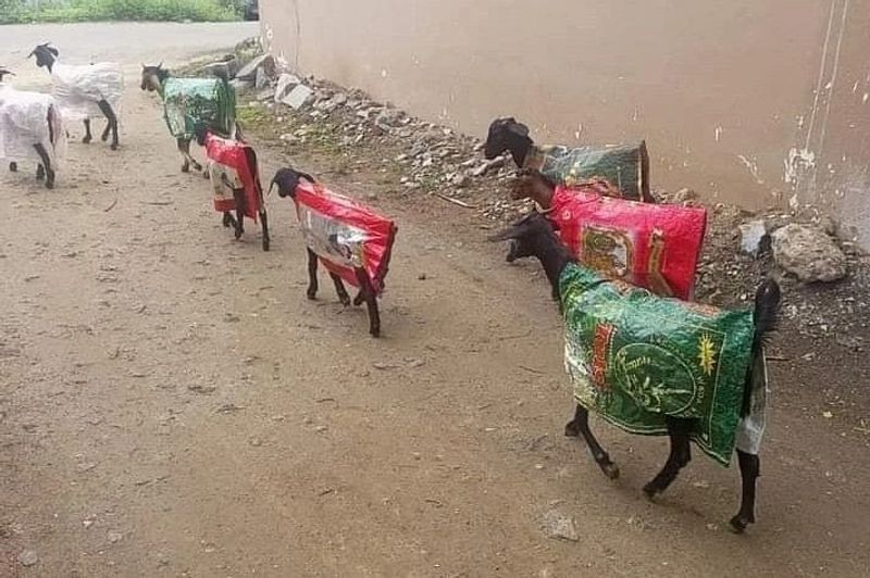 A farmer in Thanjavur, Tamil Nadu creates raincoats for his goats from rice sacks