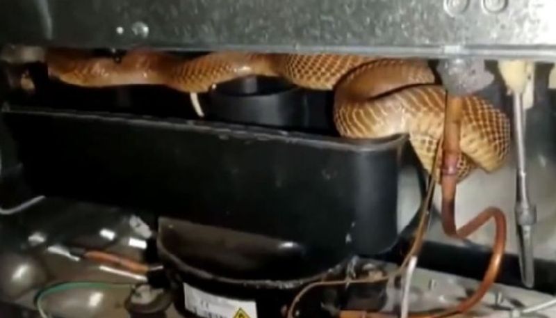 cobra found behind fridge the video goes viral 