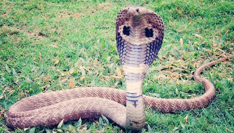 Snake Spotted in School Water Tank at Maski in Raichur grg