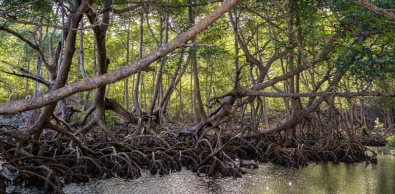 What is the importance of mangrove forest? how its protecting the environment?