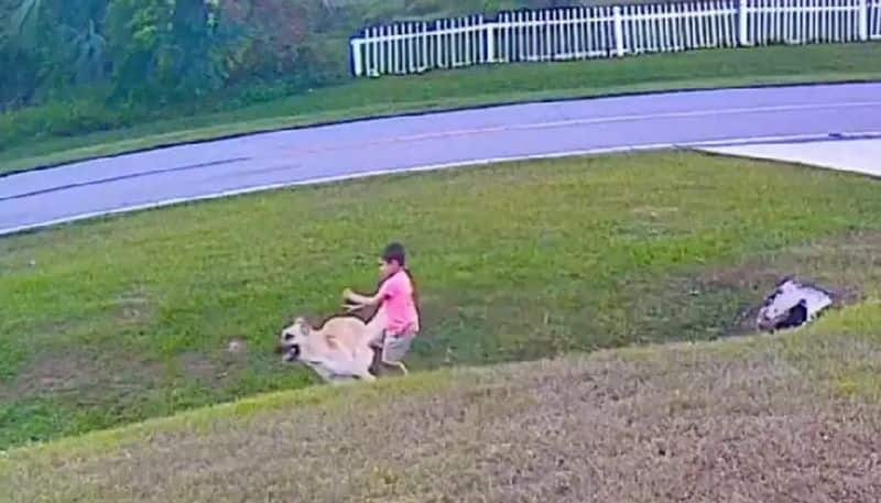 pet dog saves six year old childs life the video goes viral 