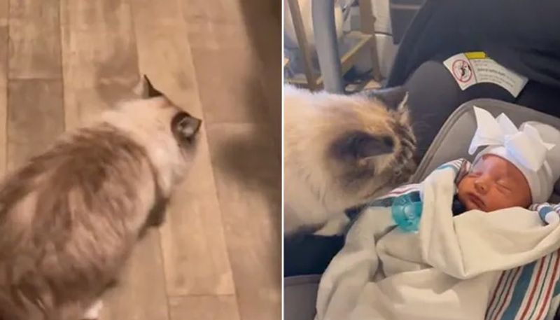 pet cats hilarious response after smelling newborn baby