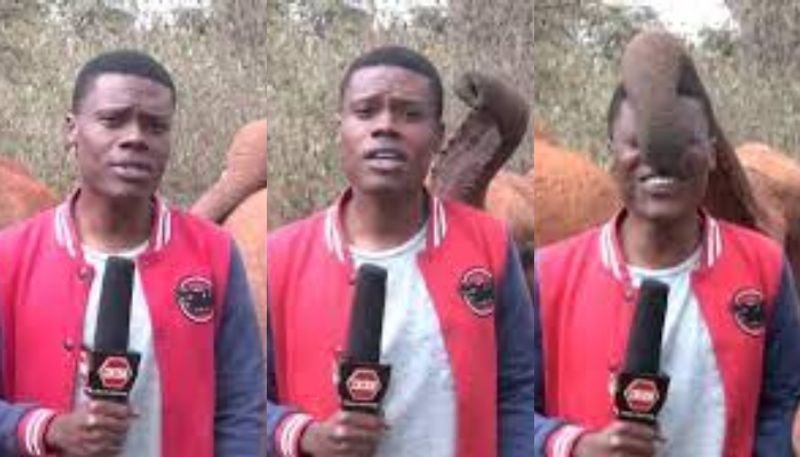 elephant calf interrupts journalist during reporting drought 