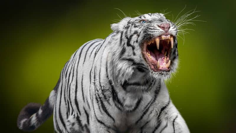 Viral video of man massages white tigers feet