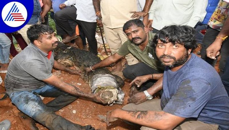 Fire Department and Forest Officers Catch Crocodile in Mysuru grg 