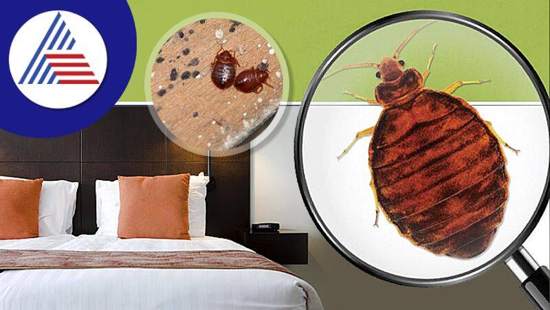 How To Know If There Are Bedbugs In A Hotel Room Vin