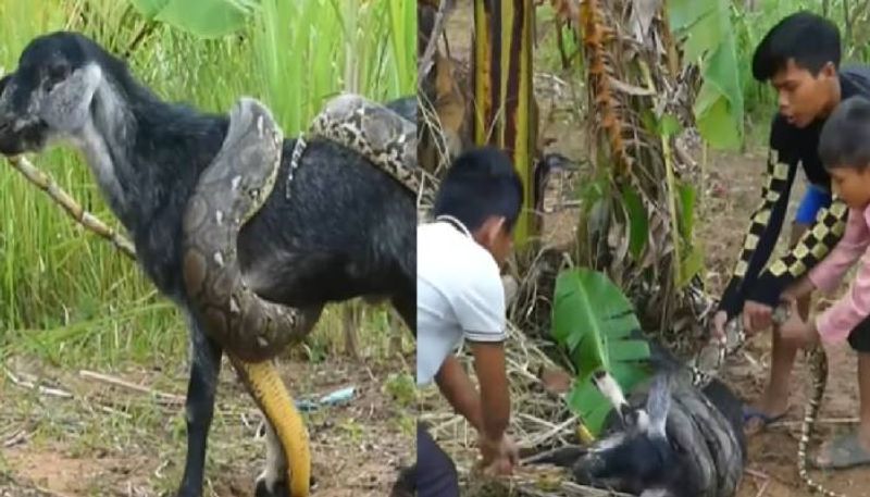 three boys rescues goat from python 