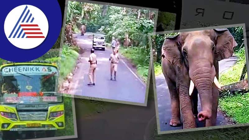 Driver drives the bus in reverse gear upto 8 km to escape from an elephant