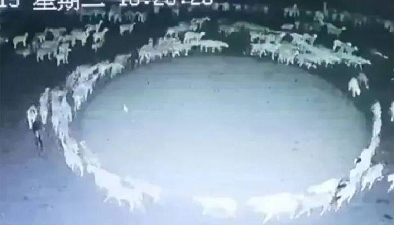 Mystery Behind Sheep Walking In Circle In China Solved Scientist Claim