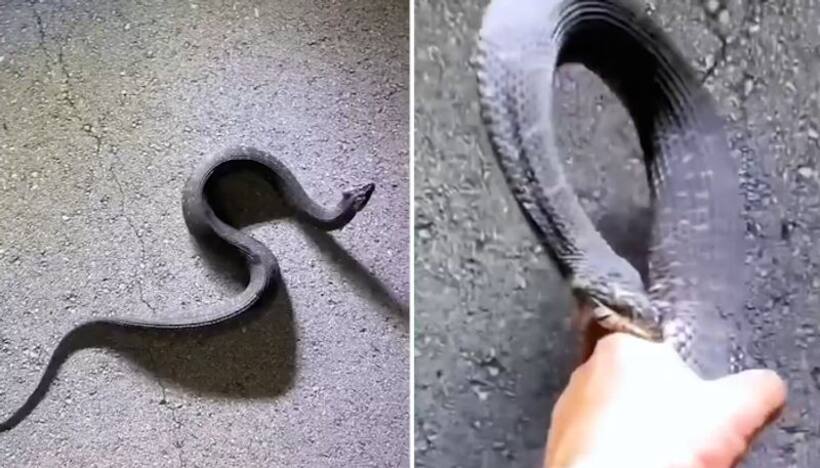 Watch: Man grabs up watersnake, ends up with multiple wounds