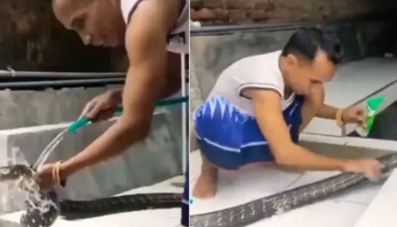 man bathing king cobra by rubbing it with shampoo