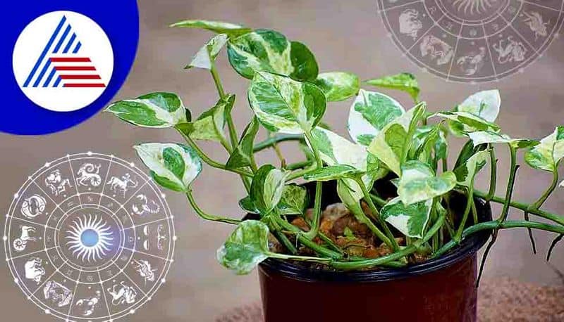 Know more about lucky plants for finance and money