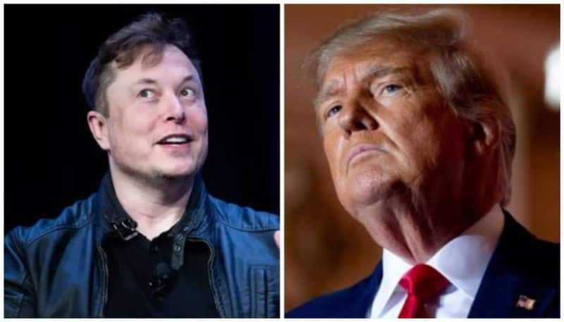 reinstate donald trump or not elon musk with poll in twitter